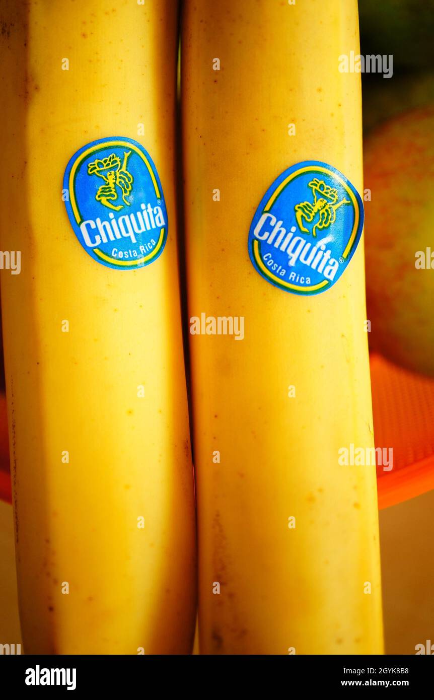 POZNAN, POLEN - 21. Sep 2013: Eine Nahaufnahme von frischen, gelbreifen Bananen mit blauem Chiquita-Logo. Stockfoto