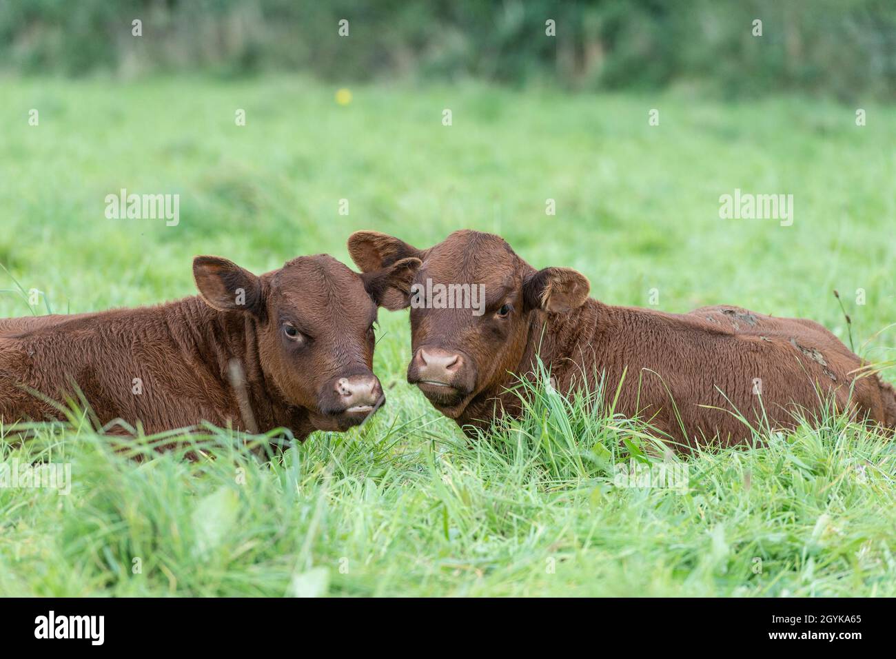 Zwei Kälber Stockfoto