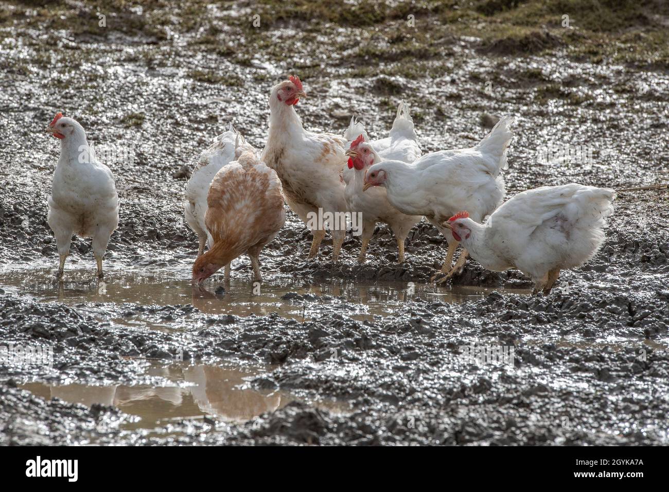 Freilaufende Hühner im Schlamm Stockfoto