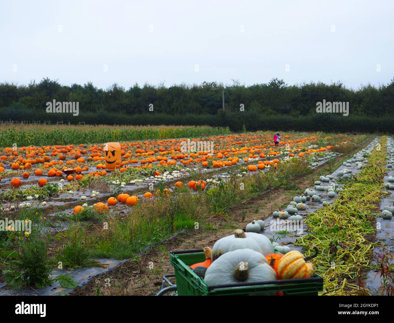 Oxford, Großbritannien. Okt. 2021. An einem milden, bewölkten Herbsttag wird auf der Rectory Farm in Stanton St John das PYO-Kürbisfeld eröffnet. Der Patch ist bis Halloween geöffnet, solange der Vorrat reicht. Quelle: Angela Swann/Alamy Live News Stockfoto