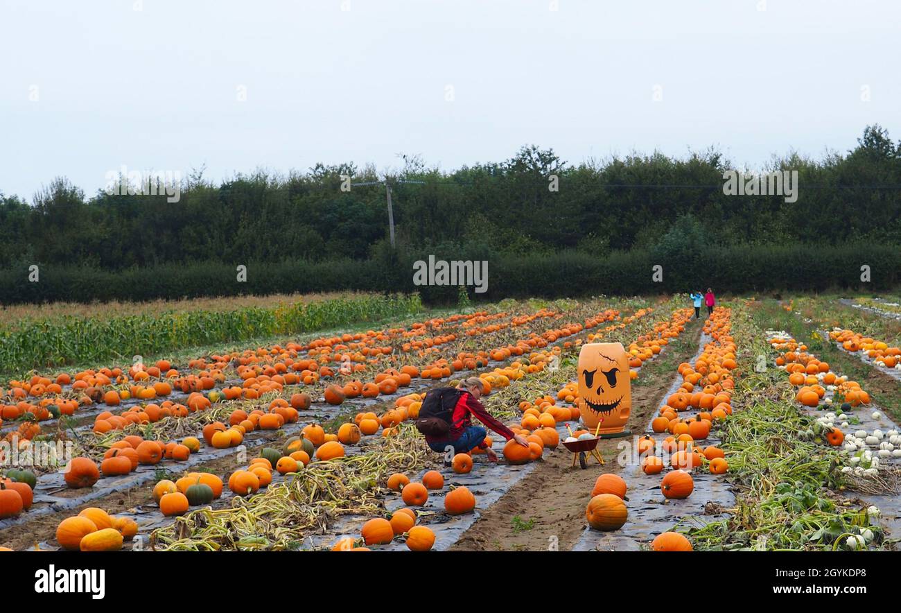 Oxford, Großbritannien. Okt. 2021. An einem milden, bewölkten Herbsttag wird auf der Rectory Farm in Stanton St John das PYO-Kürbisfeld eröffnet. Der Patch ist bis Halloween geöffnet, solange der Vorrat reicht. Quelle: Angela Swann/Alamy Live News Stockfoto