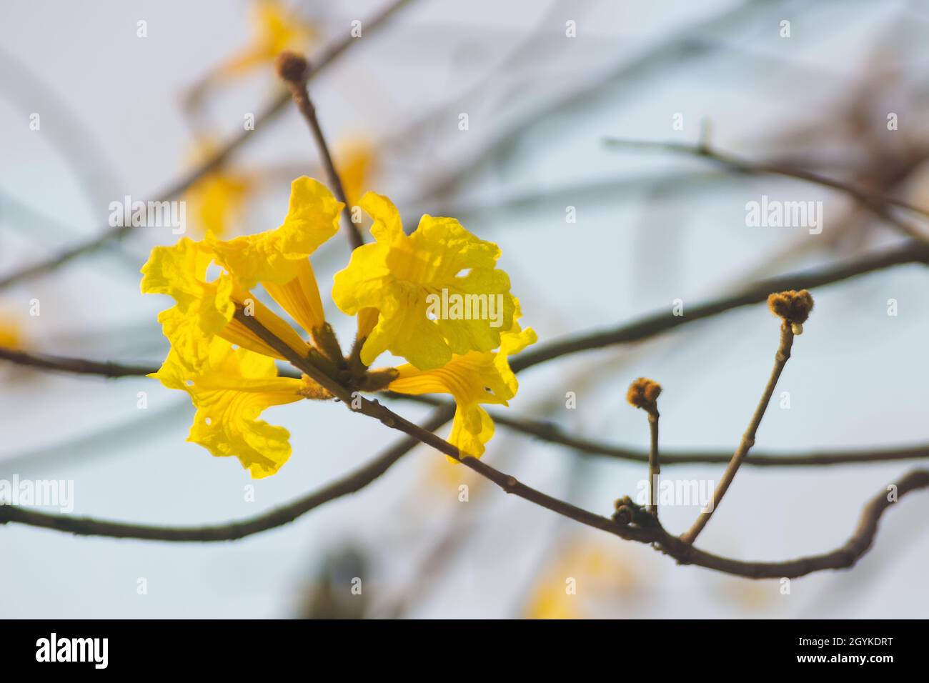 Handroanthus chrysanthus blühende Pflanzen in der Familie Bignoniaceae. Stockfoto