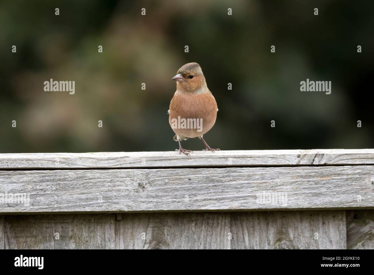 Vorderansicht des männlichen Buchfinkens, Fringilla coelebs, im Herbstgefieder. Stockfoto