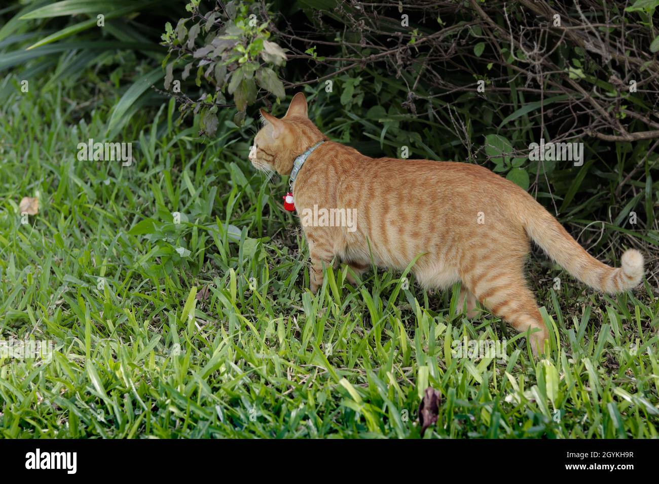 Eine orangefarbene Katze mit blauem Kragen und roter Glocke. Auf dem grünen Gras im Garten stehend und auf etwas vor uns schauend Stockfoto