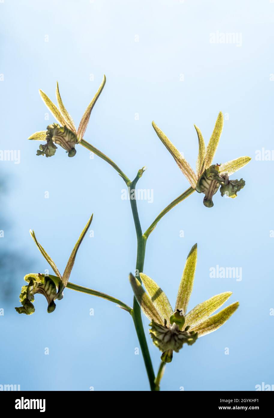 Kleine Orchideenblüten von Eulophia Andamanensis Ground Orchid auf dem Himmel Hintergrund Stockfoto