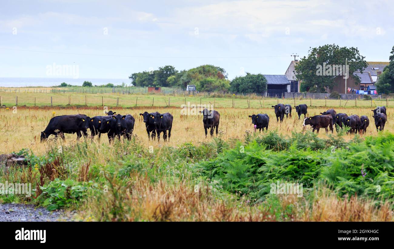 Kleine Herde schwarzer Kühe, die auf einer schottischen Wiese stehen Stockfoto