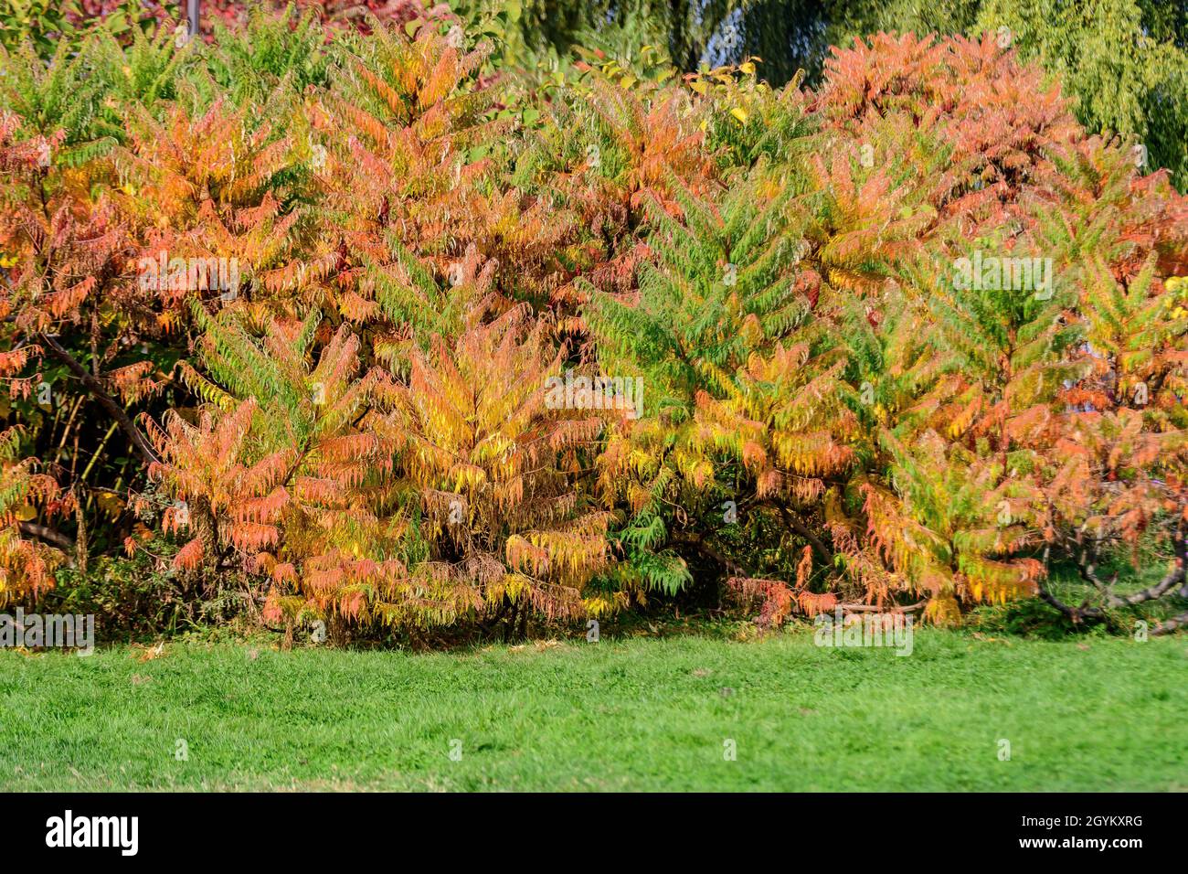 Minimalistischer monochromer Hintergrund mit großen roten und orangen Blättern und kleinen Blüten des Rhus-Strauches, allgemein bekannt als Sumac, Sumach oder sumaq, in einem Ga Stockfoto