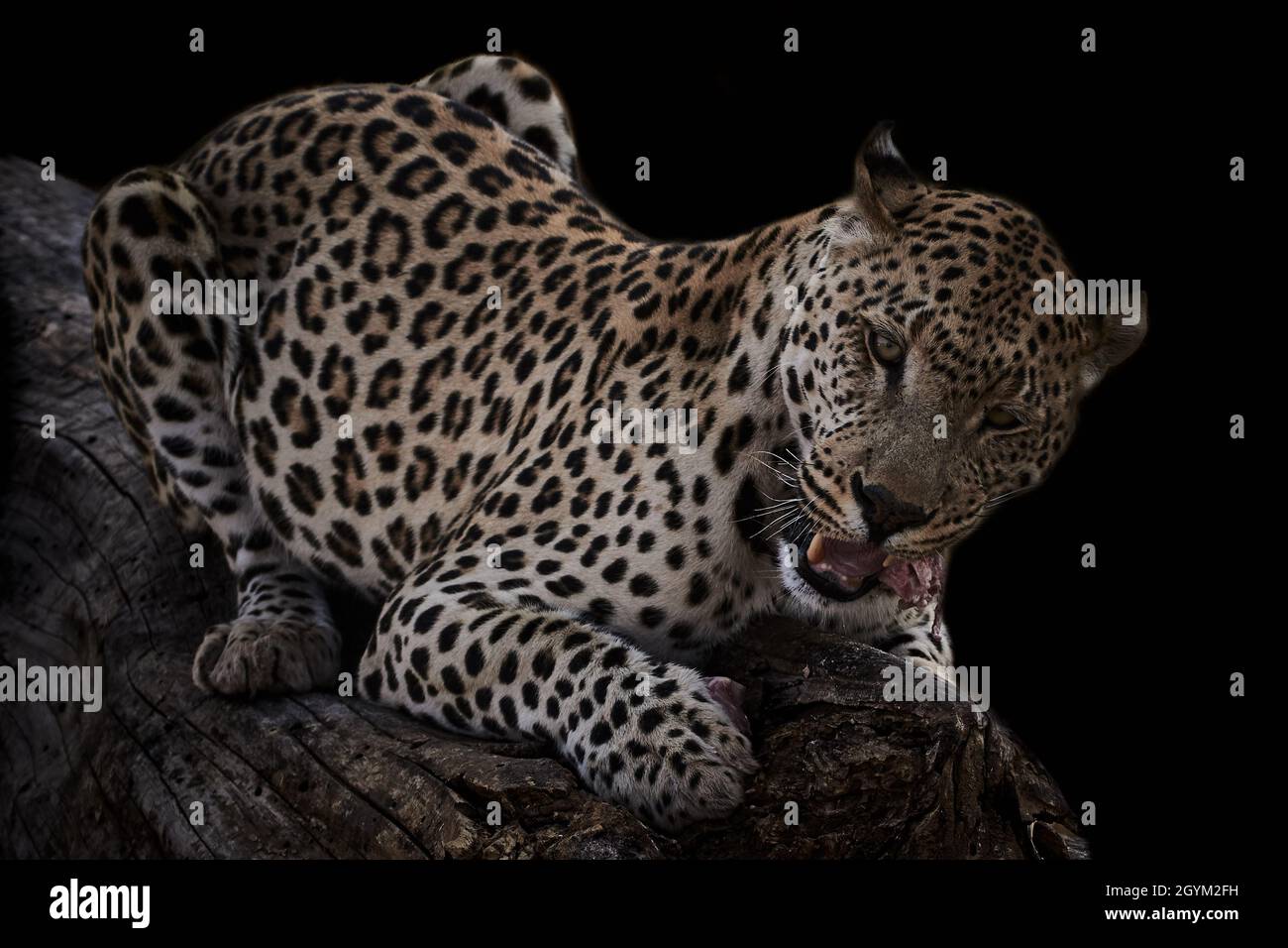 Afrikanischer Leopard (Panthera pardus), der Fleisch auf schwarzem Hintergrund isst. Stockfoto