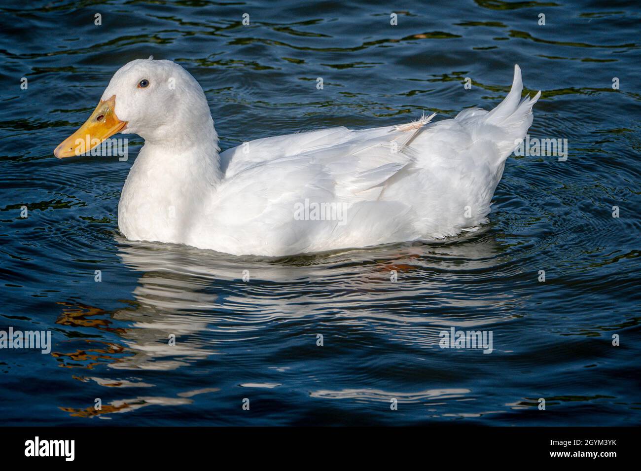Große weiße schwere Ente auch als Amerika Pekin Ente bekannt, Long Island Ente, Pekin Ente, Aylesbury ente, Anas platyrhynchos domesticus Stockfoto