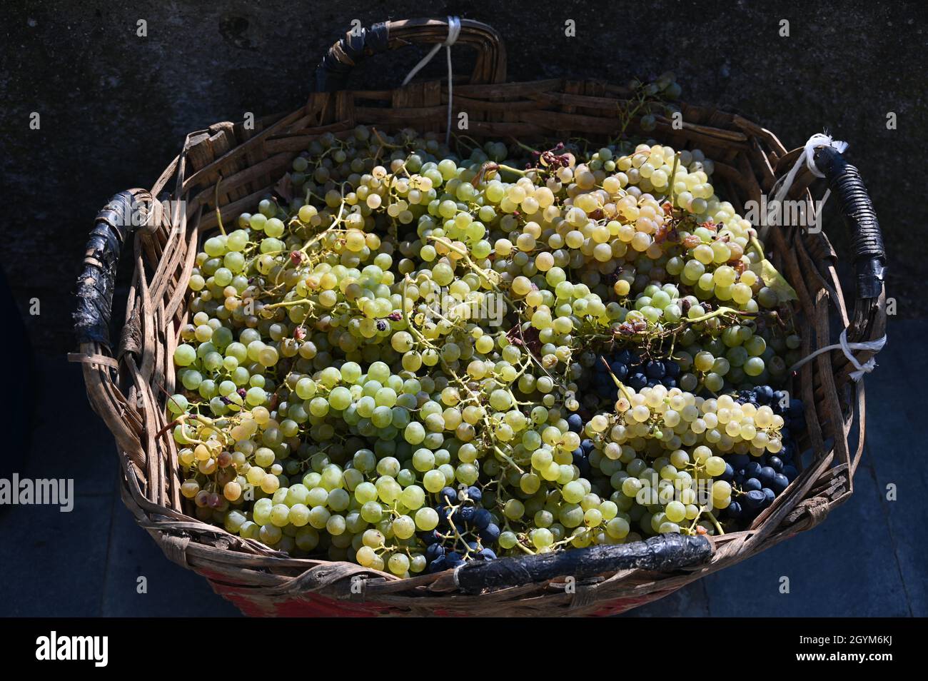 Korb voller Trauben für den Terre-Wein 5, Ernte 2021 in Volastra Stockfoto
