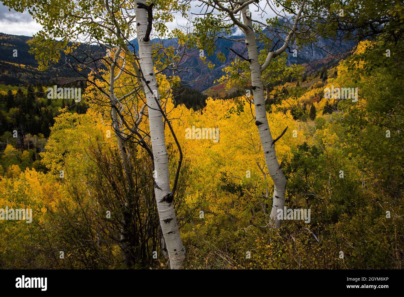 Blick auf die berühmte Alpine Loop in den Wasatch Mountains in Utah, USA. Die herrlichen Herbstblicke sind ein Magnet für Touristen und Einheimische gleichermaßen. Stockfoto