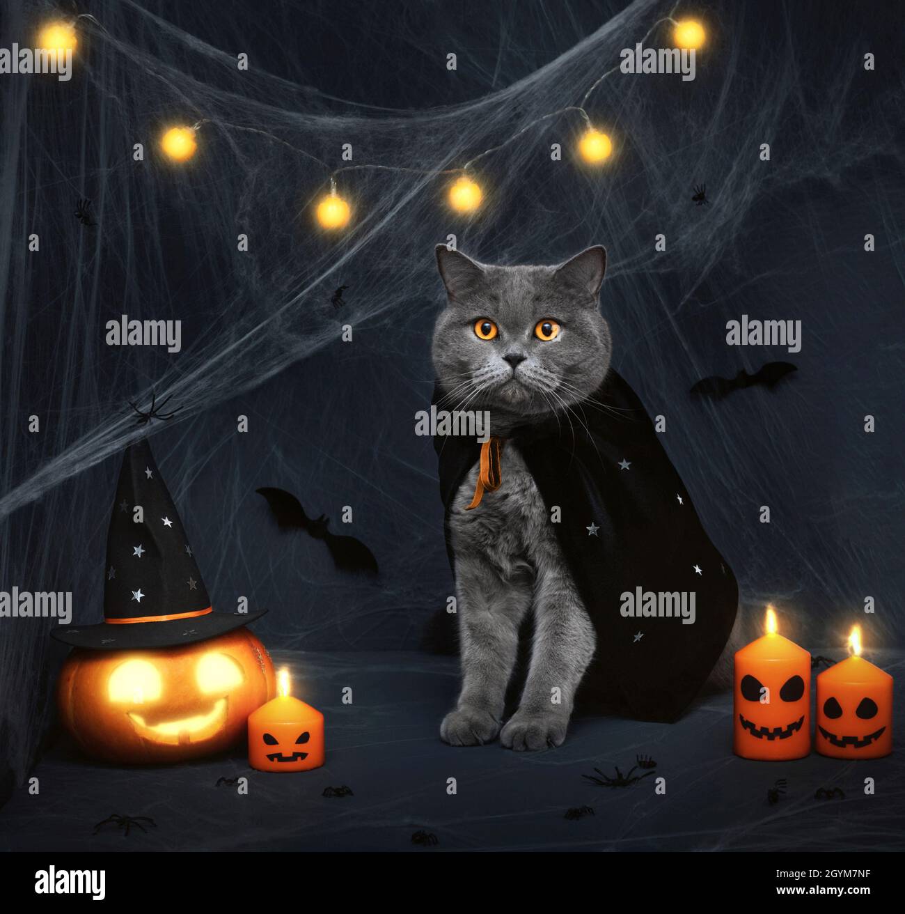 Halloween Katze. Niedliche graue Katze, glühender Jack o Laterne Kürbis und Kerzen auf dunklem Hintergrund. Halloween-Konzept. Stockfoto
