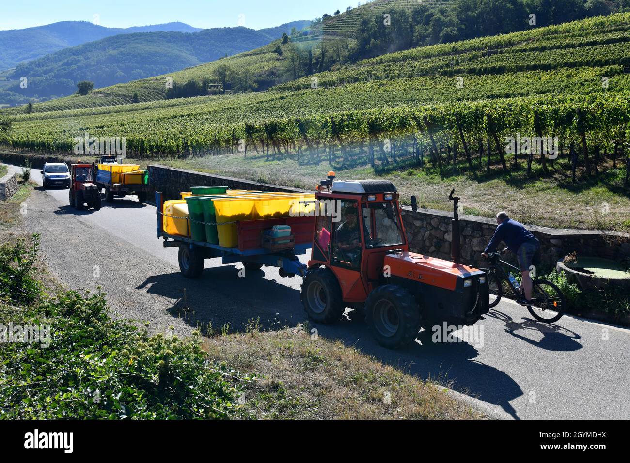 Traubenpflücker ernten Trauben für die Weinherstellung im Elsass in Frankreich Stockfoto