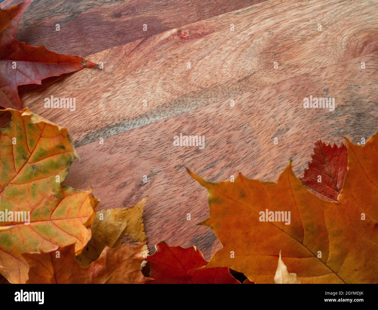 Gefallene Herbstblätter in Form eines Rahmens, kopieren Sie Platz für Ihren Text. Herbsthintergrund, ein Brett mit der Textur von Holz und verwelkten Blättern von Mapl Stockfoto