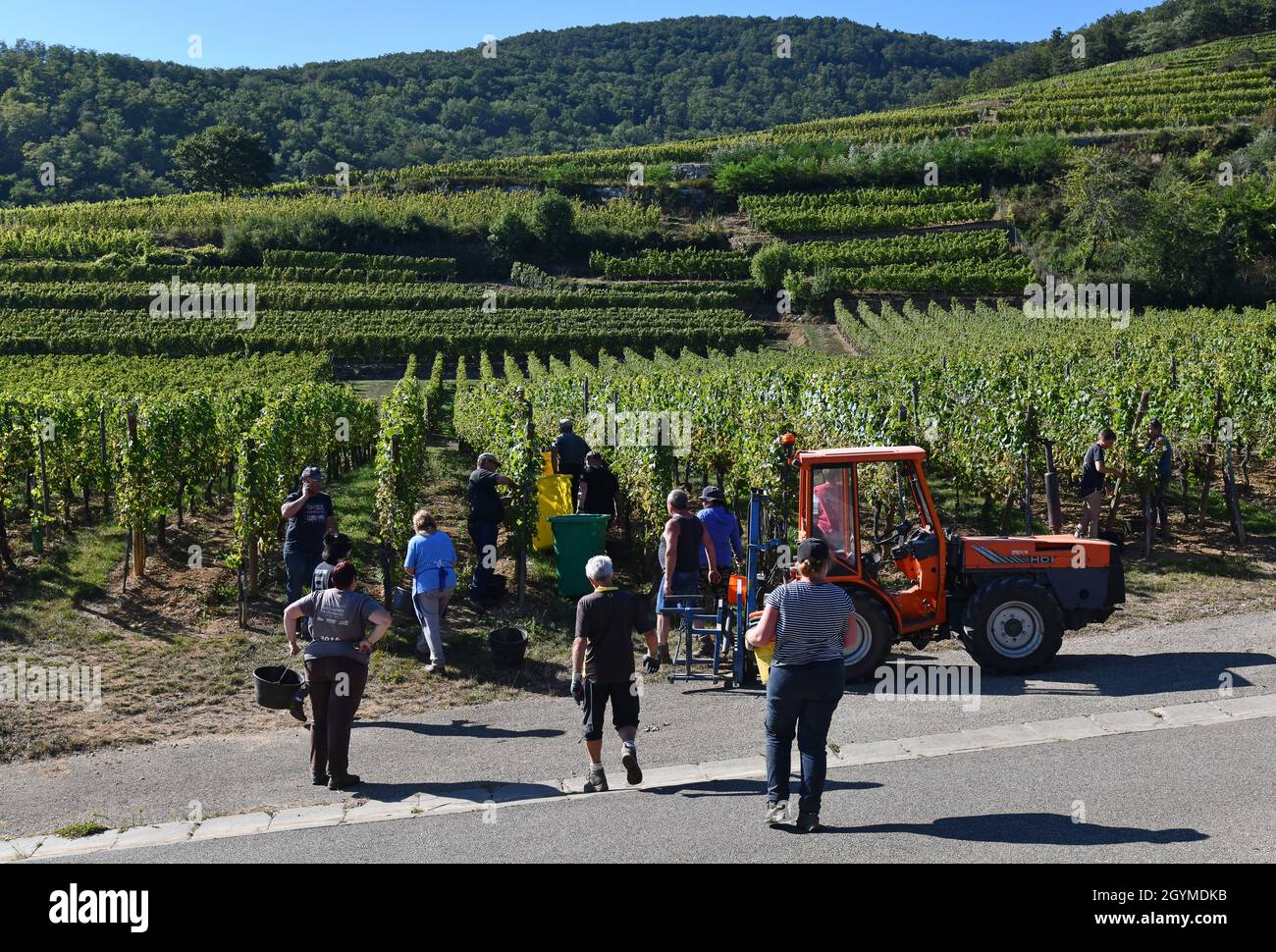 Traubenpflücker Lese Trauben für die Weinherstellung im Elsass in Frankreich. Traubenernte frankreich Pflücker Hand Kommissionierung Stockfoto Traubenpflücker Lese Trauben für die Weinherstellung im Elsass in Frankreich. Traubenernte frankreich Pflücker Hand Kommissionierung Stockfoto
