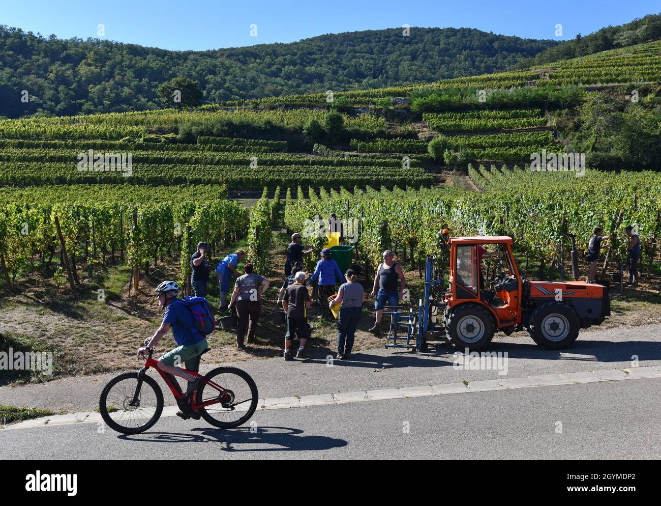 Traubenpflücker Lese Trauben für die Weinherstellung im Elsass in Frankreich. Traubenernte frankreich Pflücker Hand Kommissionierung Stockfoto Traubenpflücker Lese Trauben für die Weinherstellung im Elsass in Frankreich. Traubenernte frankreich Pflücker Hand Kommissionierung Stockfoto