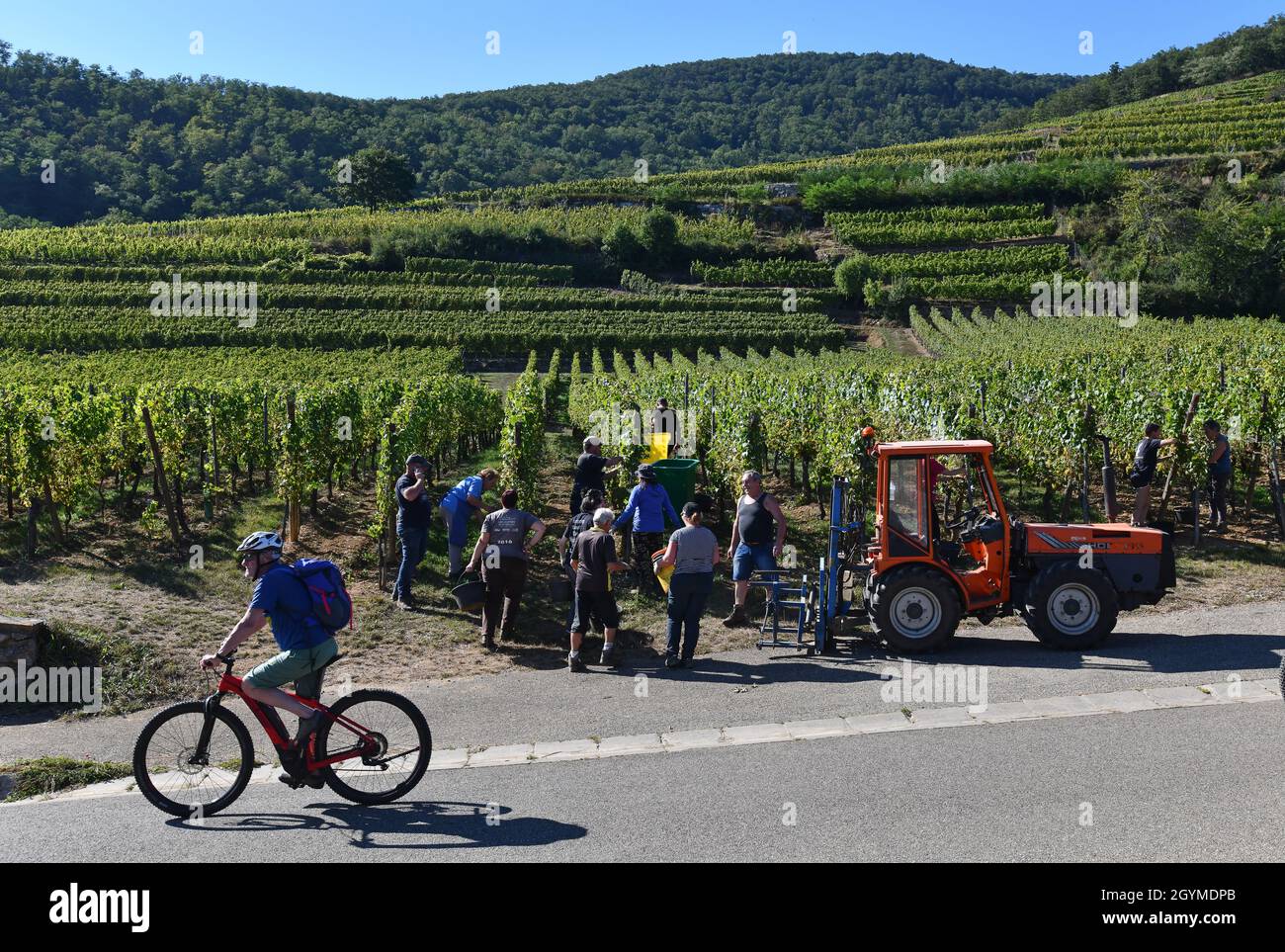 Traubenpflücker ernten Trauben für die Weinherstellung im Elsass in Frankreich Stockfoto Traubenpflücker ernten Trauben für die Weinherstellung im Elsass in Frankreich Stockfoto