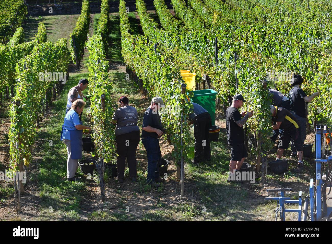 Traubenpflücker Lese Trauben für die Weinherstellung im Elsass in Frankreich. Traubenernte frankreich Pflücker Hand Kommissionierung Stockfoto Traubenpflücker Lese Trauben für die Weinherstellung im Elsass in Frankreich. Traubenernte frankreich Pflücker Hand Kommissionierung Stockfoto