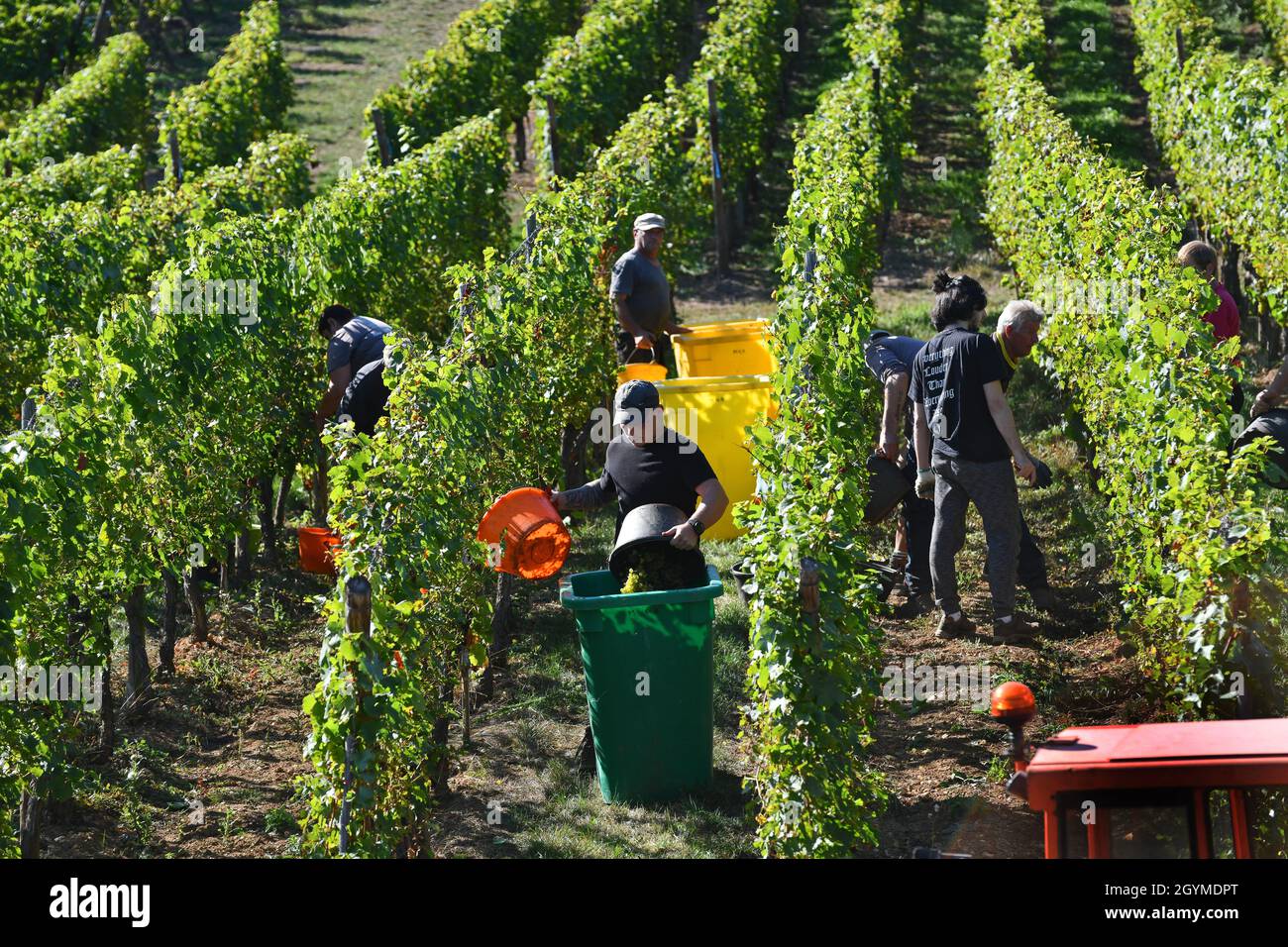Traubenpflücker Lese Trauben für die Weinherstellung im Elsass in Frankreich. Traubenernte frankreich Pflücker Hand Kommissionierung Stockfoto Traubenpflücker Lese Trauben für die Weinherstellung im Elsass in Frankreich. Traubenernte frankreich Pflücker Hand Kommissionierung Stockfoto
