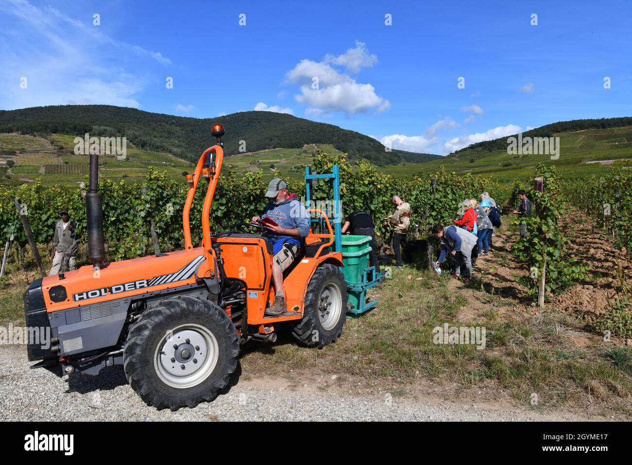 Traubenpflücker ernten Trauben für die Weinherstellung im Elsass in Frankreich. Traubenernte frankreich Pflücker von Hand pflücken Stockfoto Traubenpflücker ernten Trauben für die Weinherstellung im Elsass in Frankreich. Traubenernte frankreich Pflücker von Hand pflücken Stockfoto