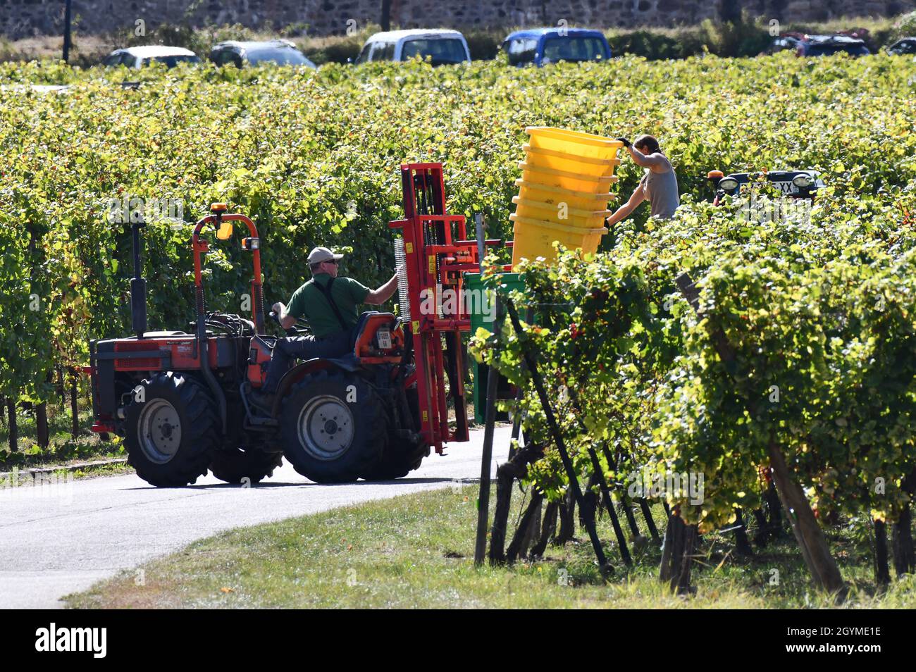 Traubenpflücker ernten Trauben für die Weinherstellung im Elsass in Frankreich. Traubenernte frankreich Pflücker von Hand pflücken Stockfoto Traubenpflücker ernten Trauben für die Weinherstellung im Elsass in Frankreich. Traubenernte frankreich Pflücker von Hand pflücken Stockfoto