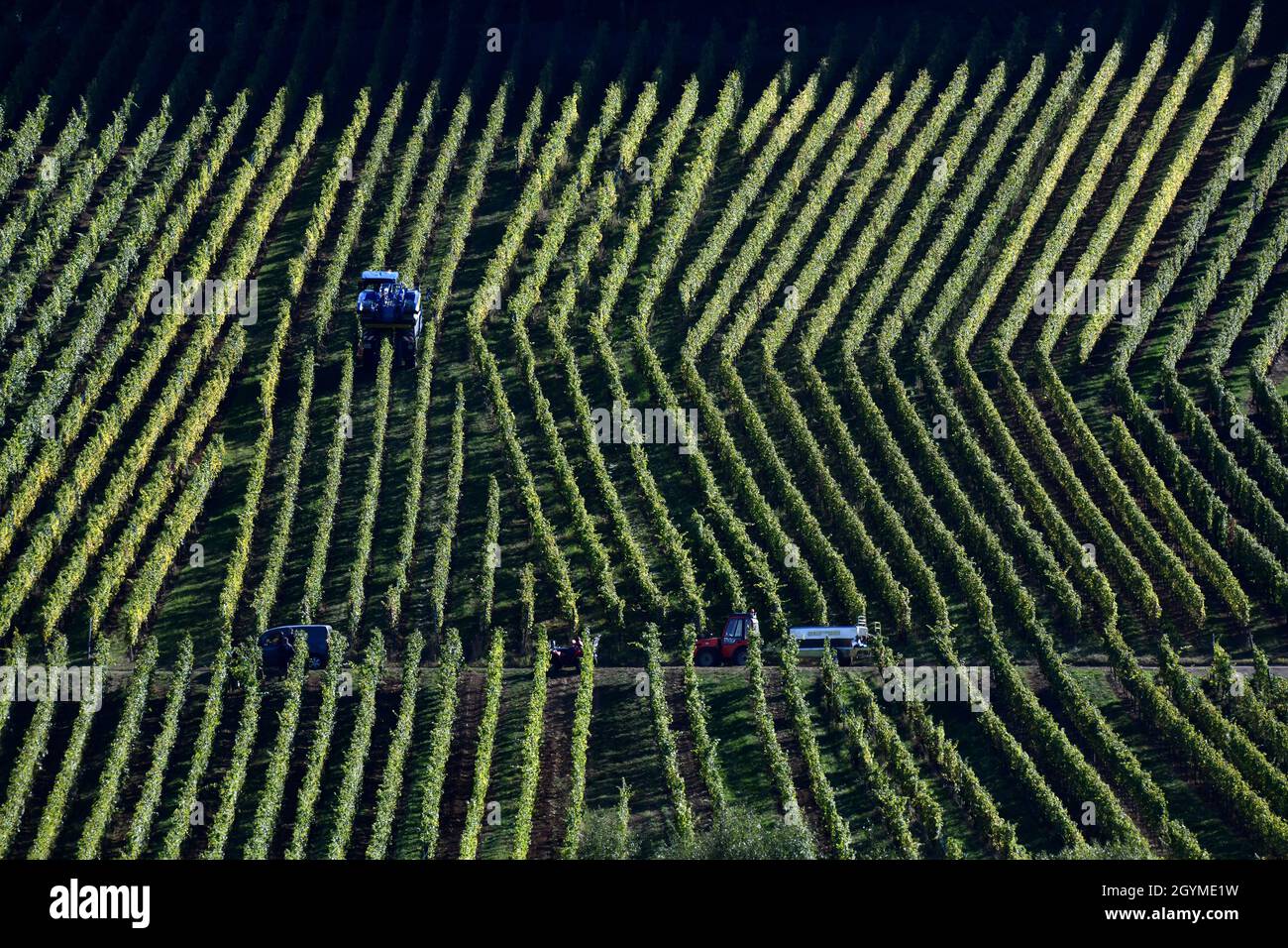 Mechanische Weinlese für die Weinherstellung im Elsass in Frankreich Stockfoto Mechanische Weinlese für die Weinherstellung im Elsass in Frankreich Stockfoto