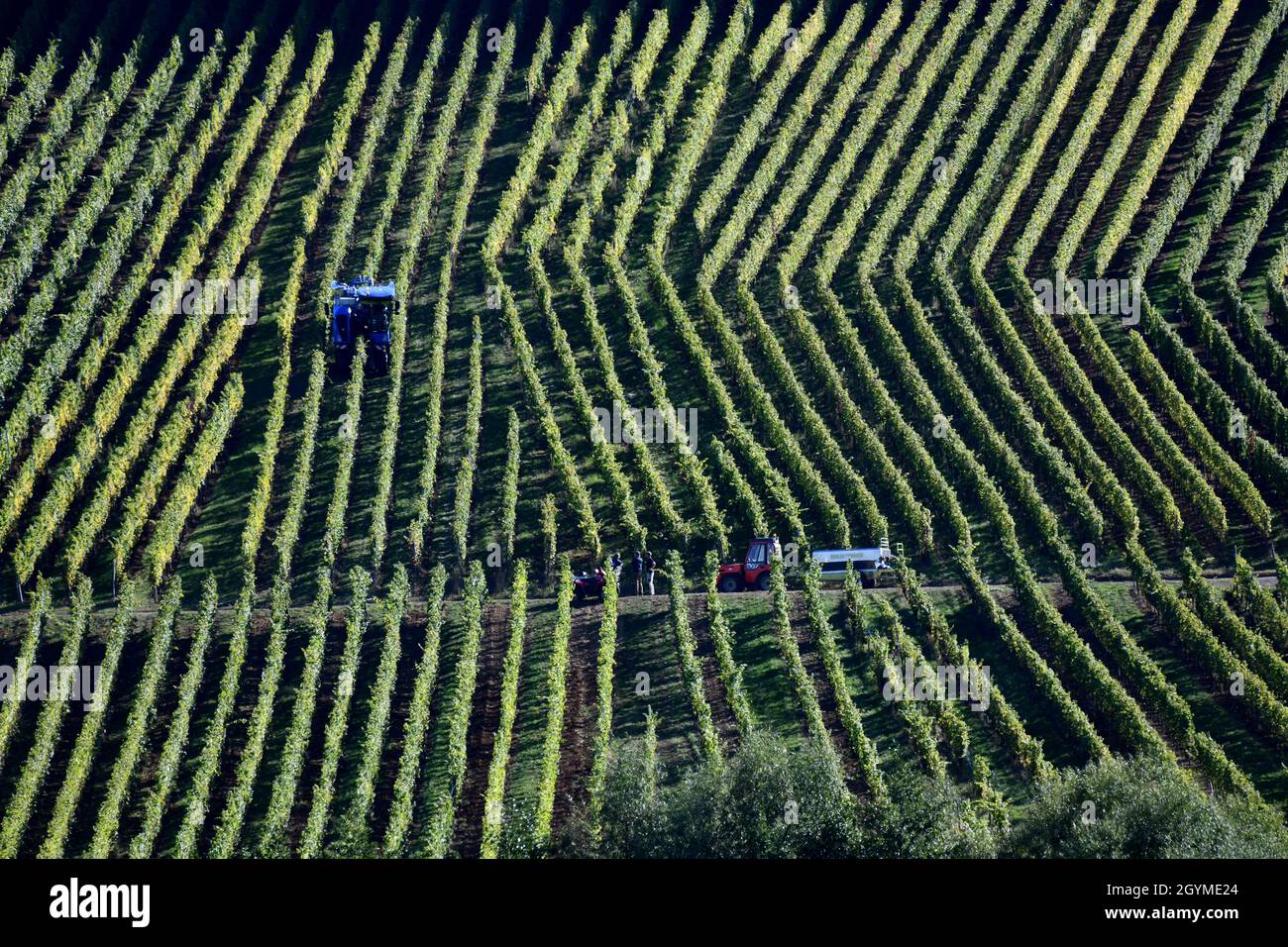 Mechanische Weinlese für die Weinherstellung im Elsass in Frankreich Stockfoto Mechanische Weinlese für die Weinherstellung im Elsass in Frankreich Stockfoto