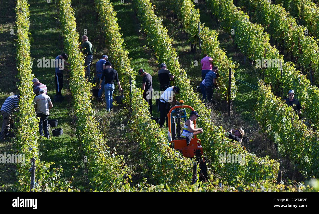 Traubenpflücker ernten Trauben für die Weinherstellung im Elsass in Frankreich. Traubenernte frankreich Pflücker von Hand pflücken Stockfoto Traubenpflücker ernten Trauben für die Weinherstellung im Elsass in Frankreich. Traubenernte frankreich Pflücker von Hand pflücken Stockfoto