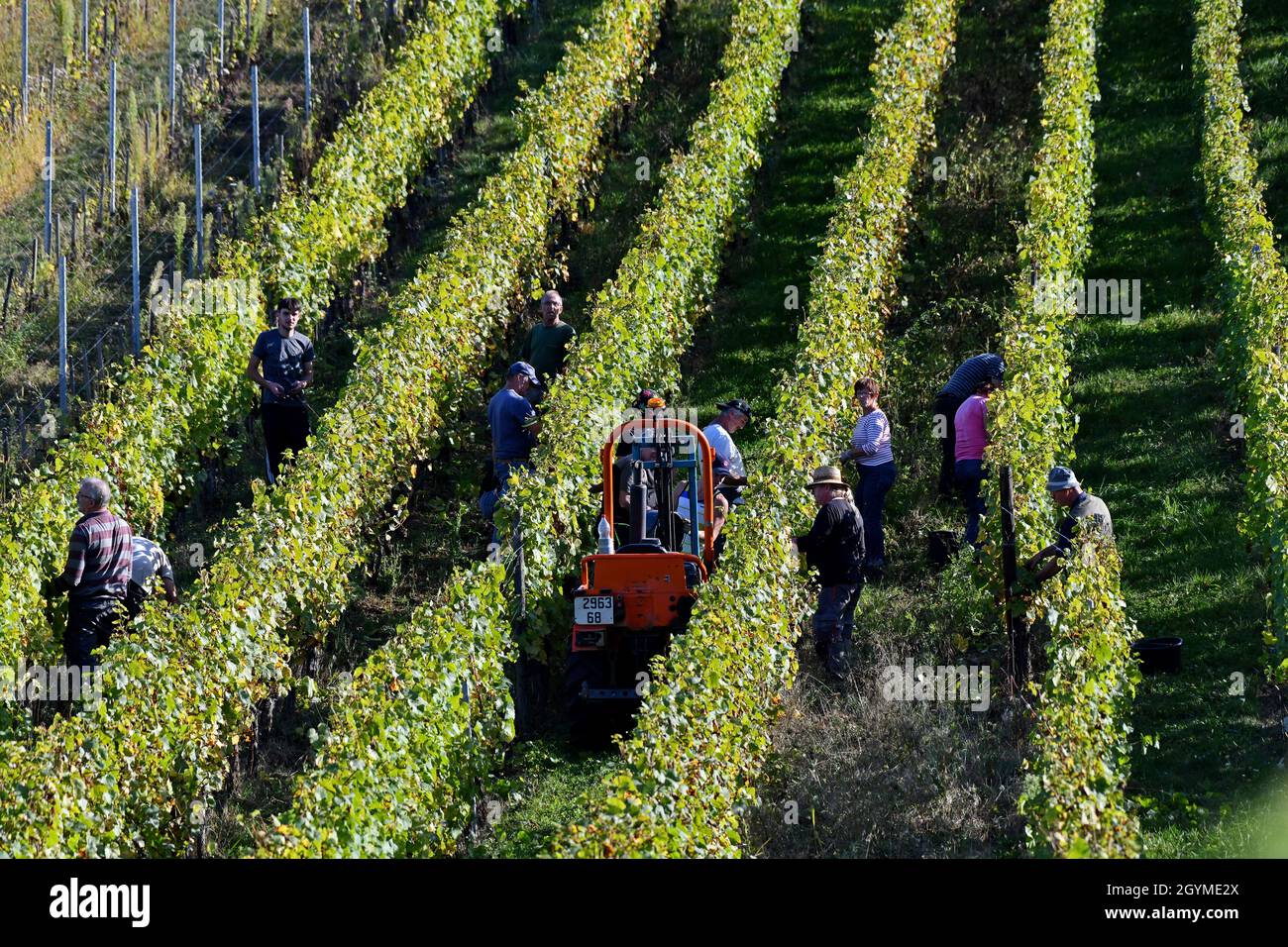 Traubenpflücker ernten Trauben für die Weinherstellung im Elsass in Frankreich. Traubenernte frankreich Pflücker von Hand pflücken Stockfoto Traubenpflücker ernten Trauben für die Weinherstellung im Elsass in Frankreich. Traubenernte frankreich Pflücker von Hand pflücken Stockfoto