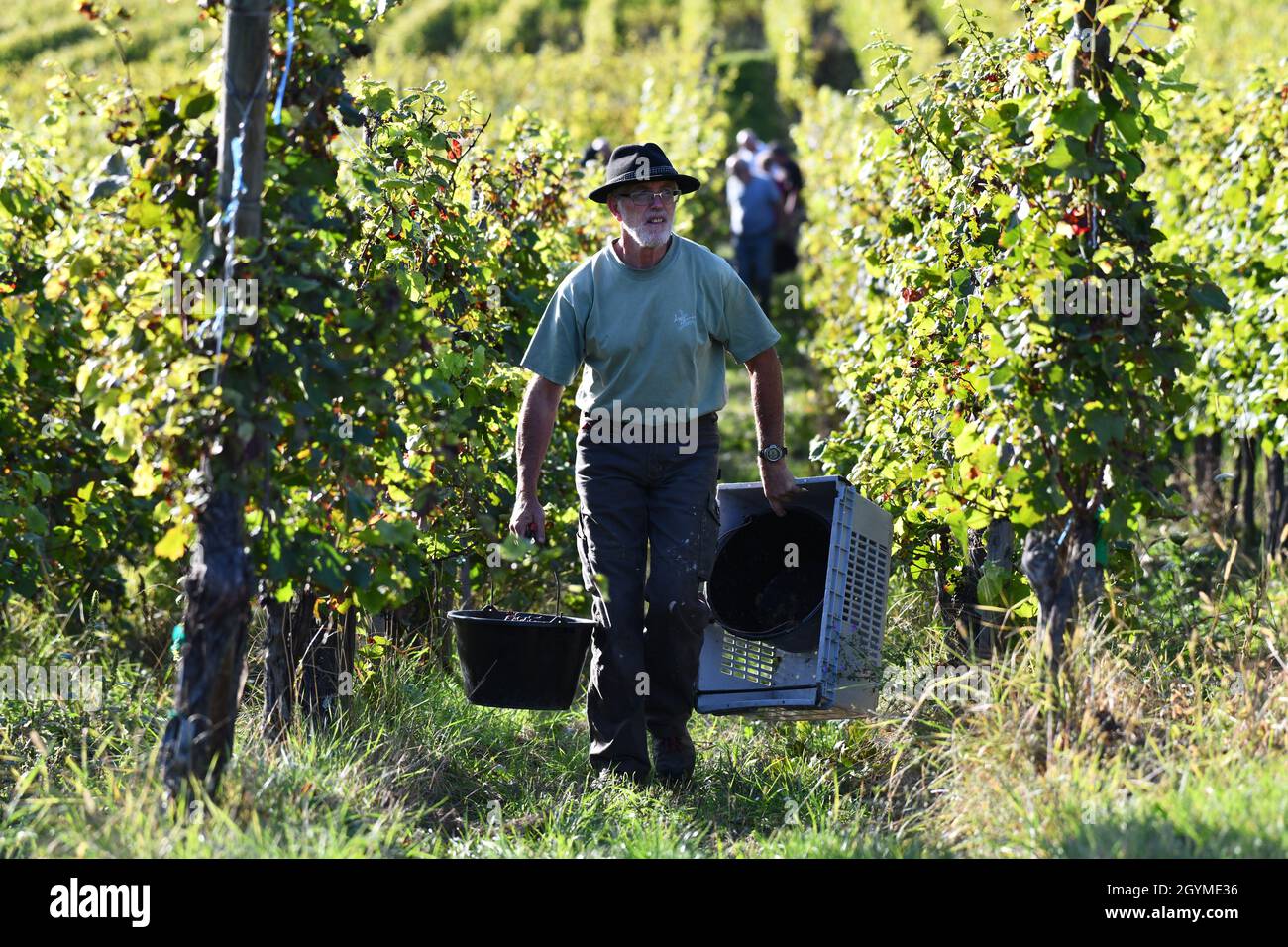 Traubenpflücker Lese Trauben für die Weinherstellung im Elsass in Frankreich. Traubenernte frankreich Pflücker Hand Kommissionierung Stockfoto Traubenpflücker Lese Trauben für die Weinherstellung im Elsass in Frankreich. Traubenernte frankreich Pflücker Hand Kommissionierung Stockfoto
