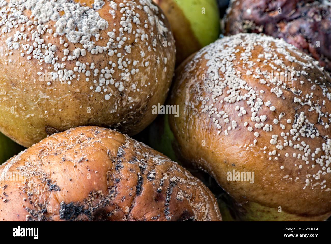 Zerfaulte Bramley-Äpfel Stockfoto