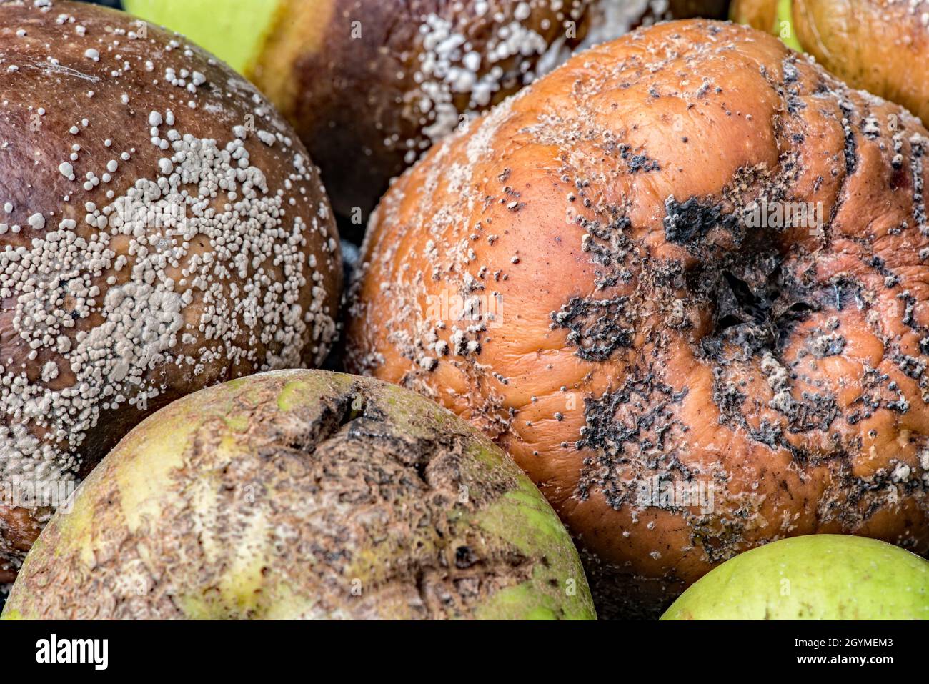 Zerfaulte Bramley-Äpfel Stockfoto