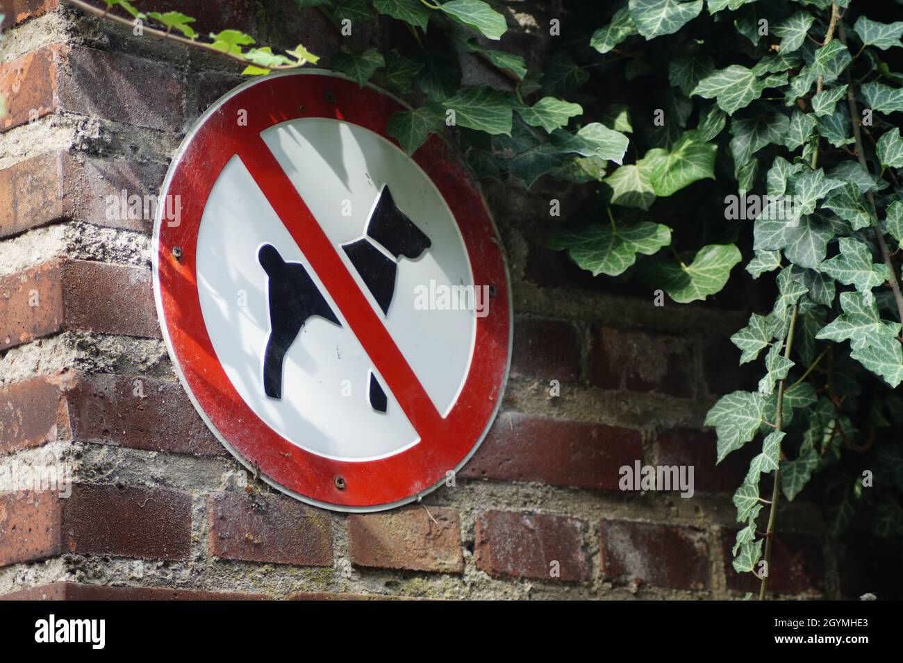 Hunde sind nicht erlaubt Stockfoto
