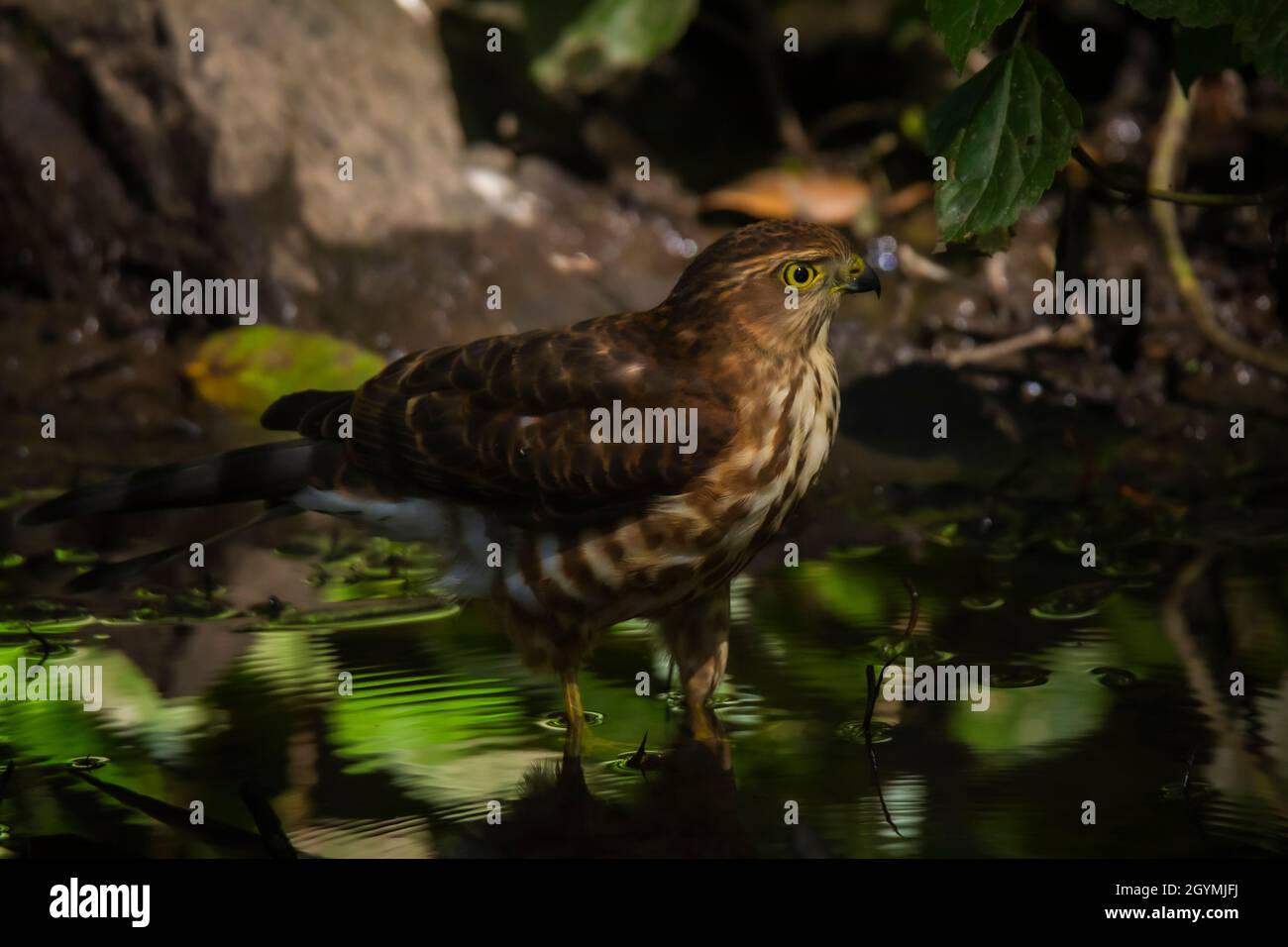 Besra, Greifvögel, Greifvögel, Accipiter virgatus, Uttarakhand, Indien Stockfoto