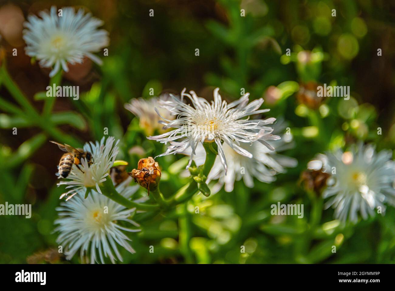 Delosperma tradescantioides Pflanze mit Blumen in der Nähe Stockfoto