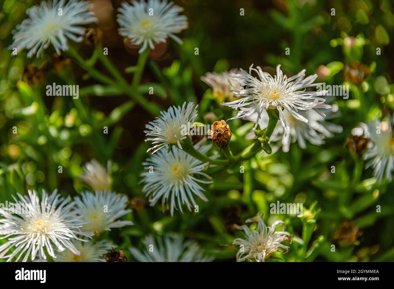 Delosperma cooperi pflanzen Fotos und Bildmaterial in hoher Auflösung
