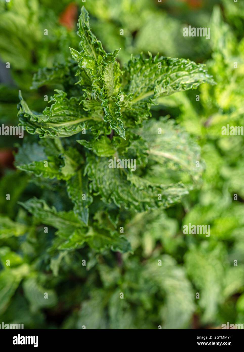 Mentha-Art 'Thai Bai Saranae' – Thai-Minze Stockfoto