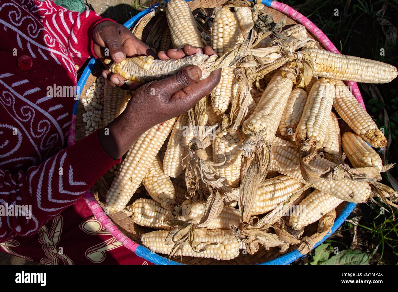 Eine Frau, die den Verkauf von Maisfeinden aussortiert. Ruanda. Stockfoto
