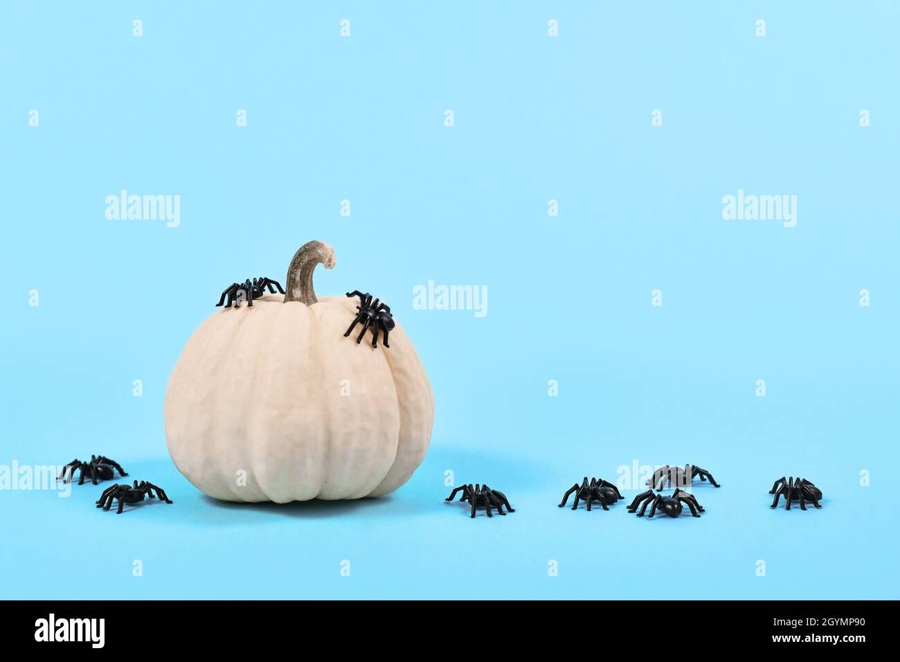 Kleiner weißer Baby Boo Kürbis mit Halloween Spinnen auf blauem Hintergrund Stockfoto