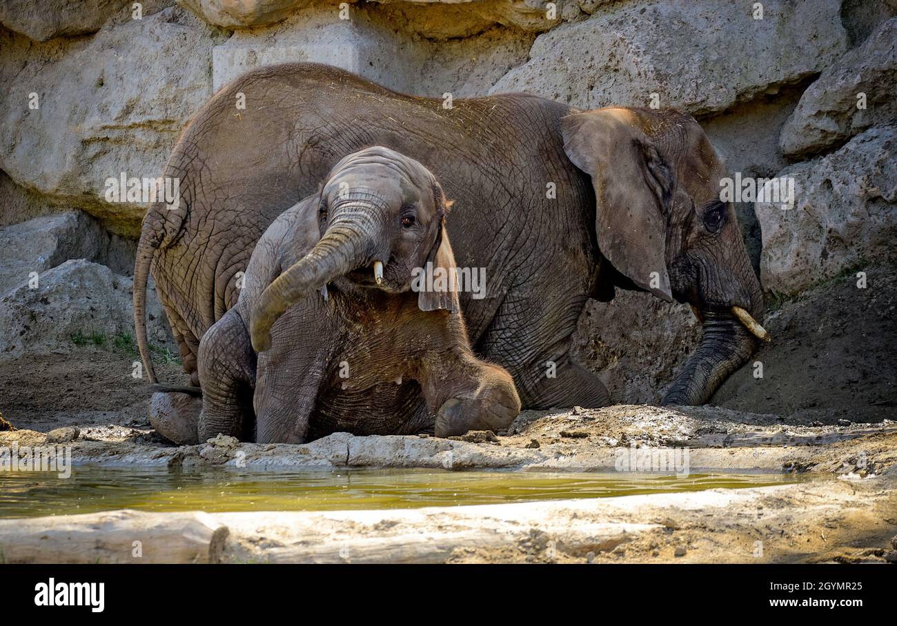 Elefantenkuh und Jungtier bei einem Schlammwälzchen Stockfoto