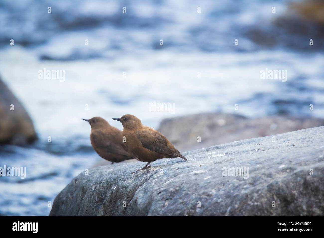 Brown Dipper, Bird, Water Bird, Cinclus pallasii, Chafi, Uttarakhand, Indien Stockfoto