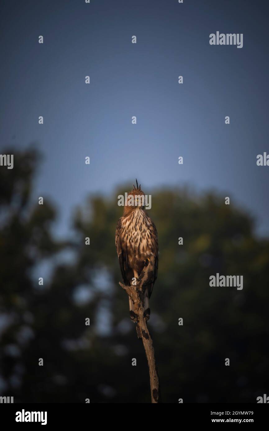 Crested Hawk Eagle, Nisaetus cirrhatus, Bandhavgarh Tiger Reserve, Madhya Pradesh, Indien Stockfoto