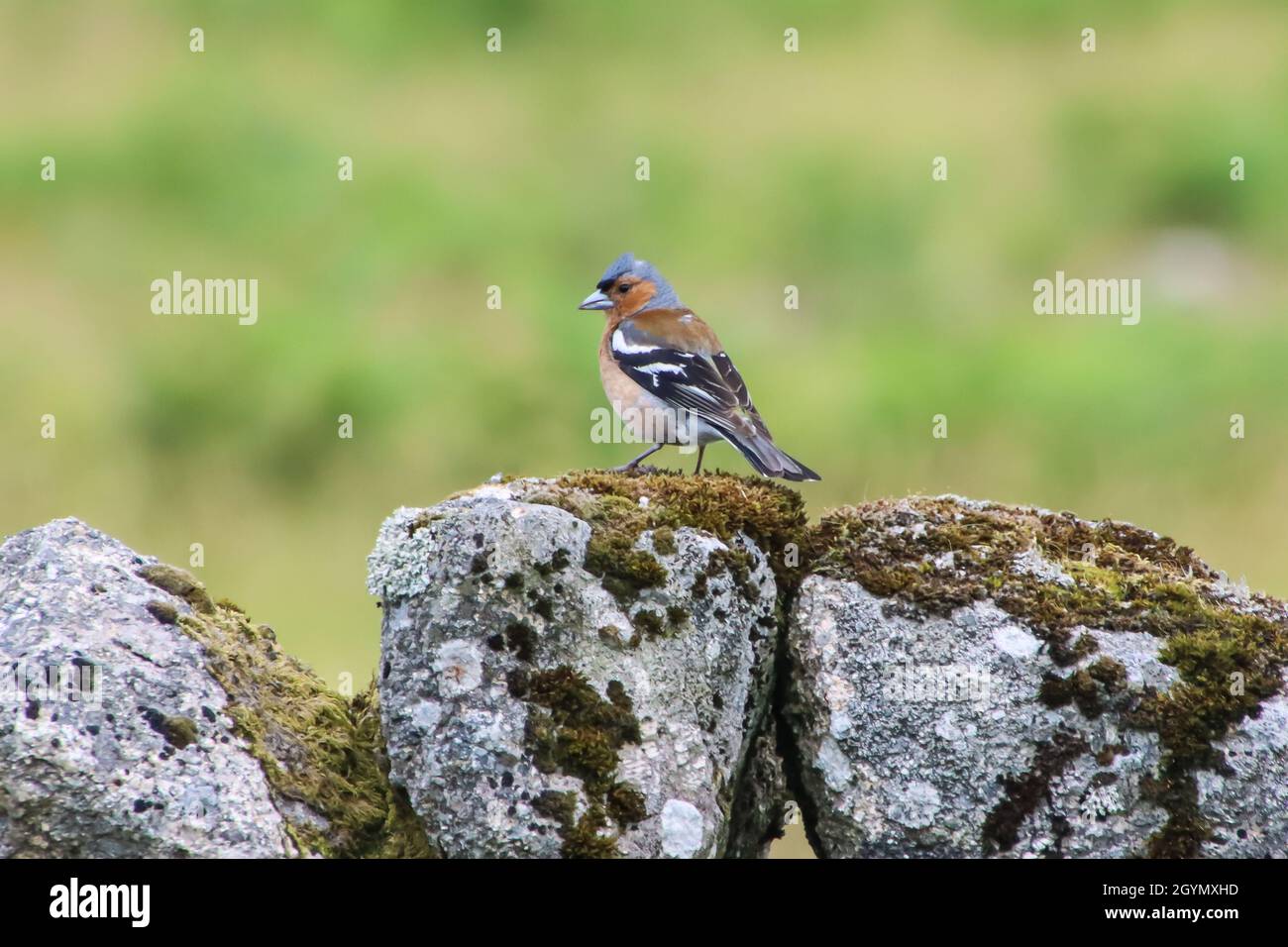 Ein Buchfink steht an einer Trockensteinmauer im Dartmoor National Park, Devon. Stockfoto