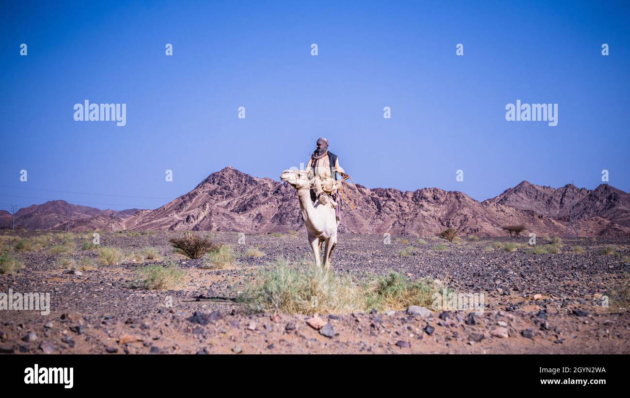 Ein einheimischer „Baddu“ geht nach Hause, nachdem er seinen Tag in der Wüste verbracht hat Stockfoto