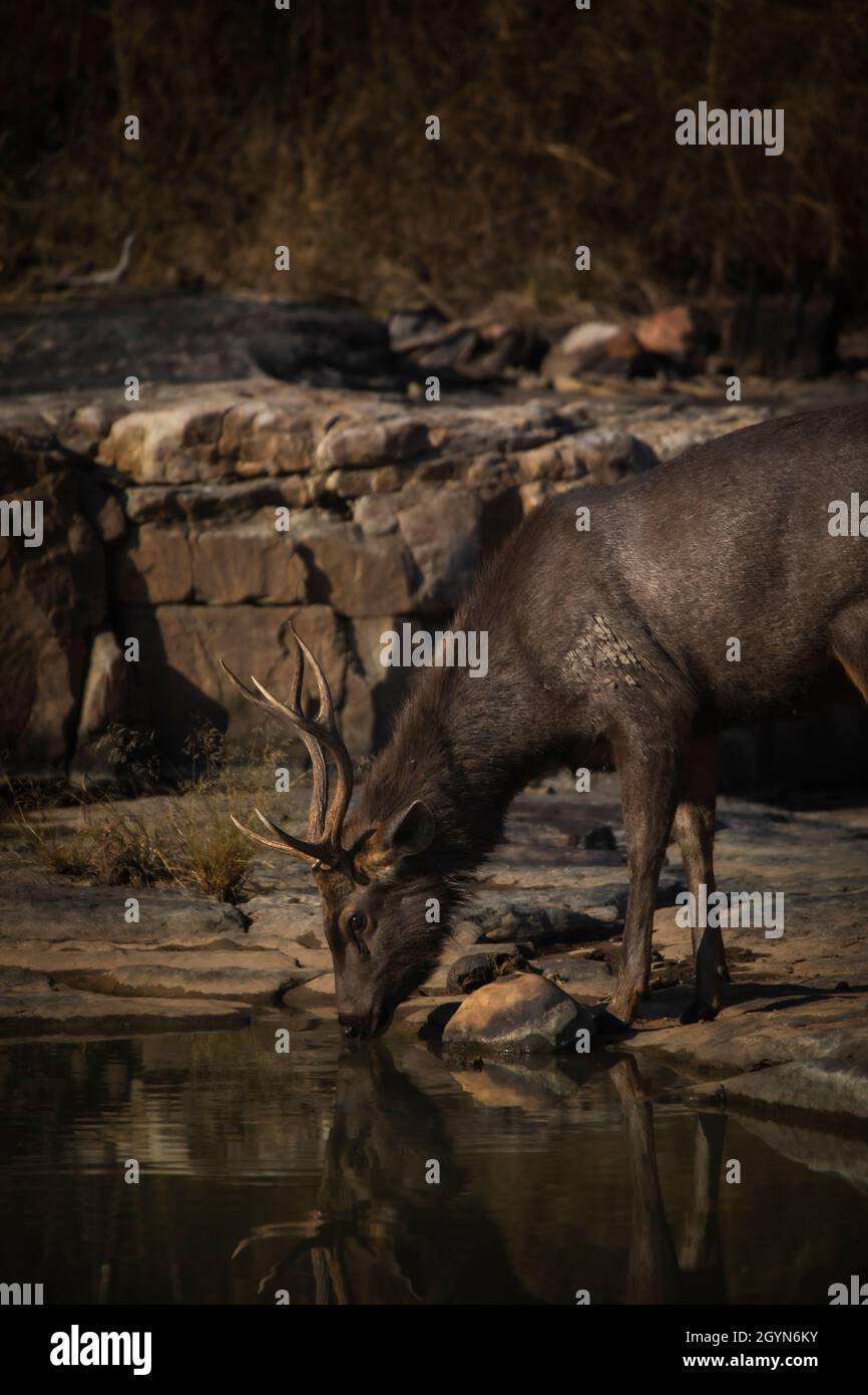Sambar Deer, Rusa unicolor, Madhya Pradesh, Indien Stockfoto