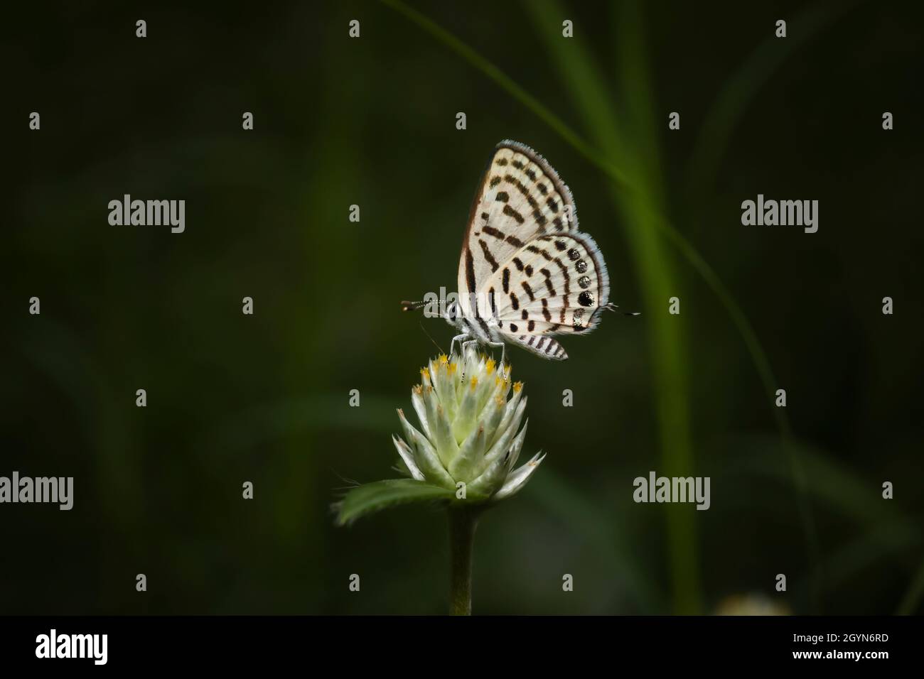 Spotted Pierrot, Tarucus callinara, Panna, Madhya Pradesh, Indien Stockfoto