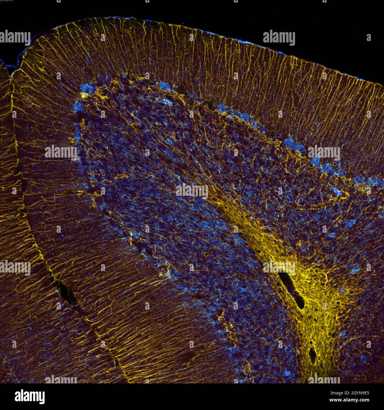 Sagittaler Abschnitt des Mauszerebellums, der mit Immunfluoreszenz markiert und mit konfokaler Laserscannungsmikroskopie visualisiert wurde. Große Purkinje-Zellen und Stockfoto