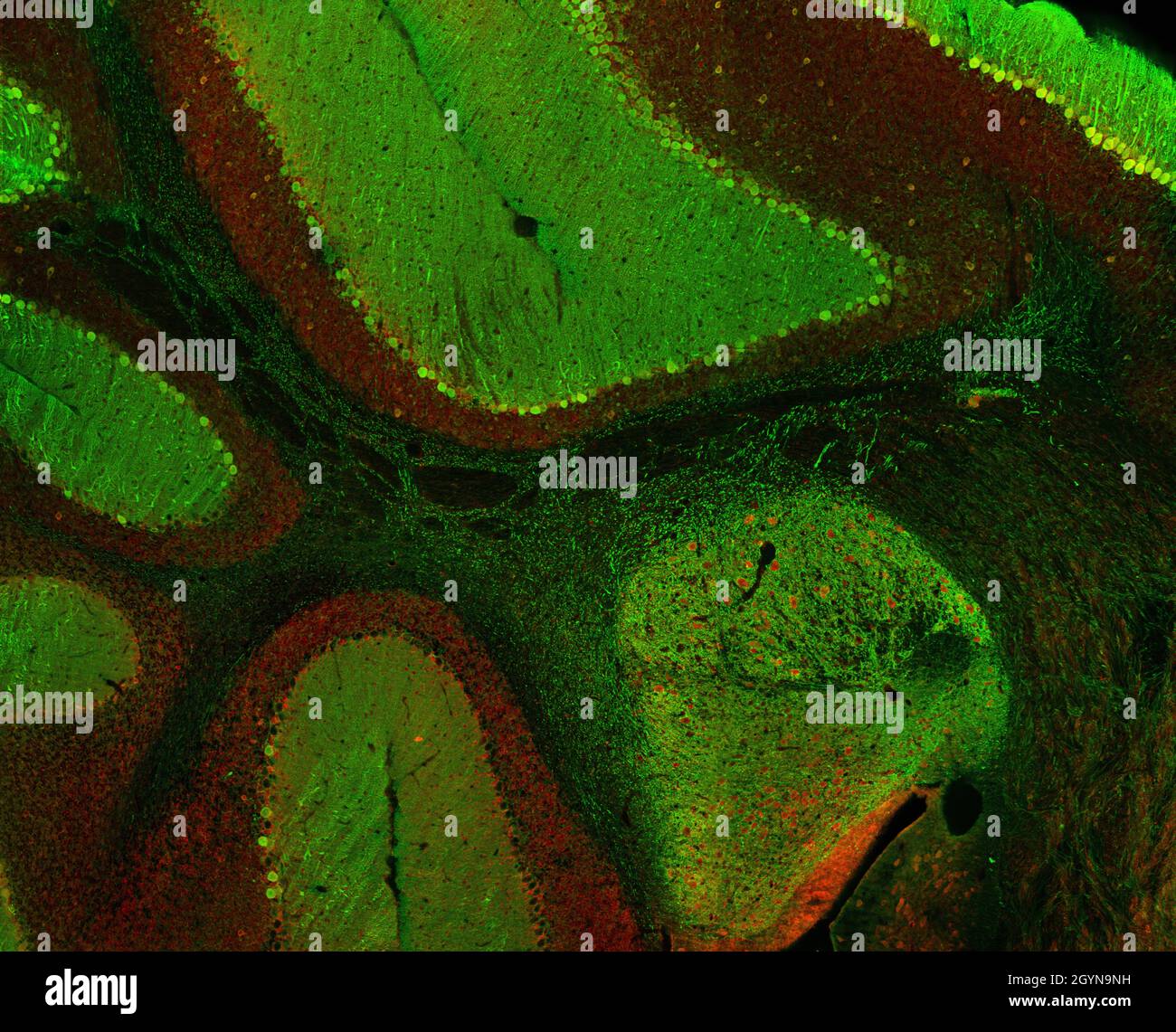 Sagittaler Abschnitt des Mauszerebellums, der mit Immunfluoreszenz markiert und mit konfokaler Laserscannungsmikroskopie visualisiert wurde. Große Purkinje-Zellen. Stockfoto