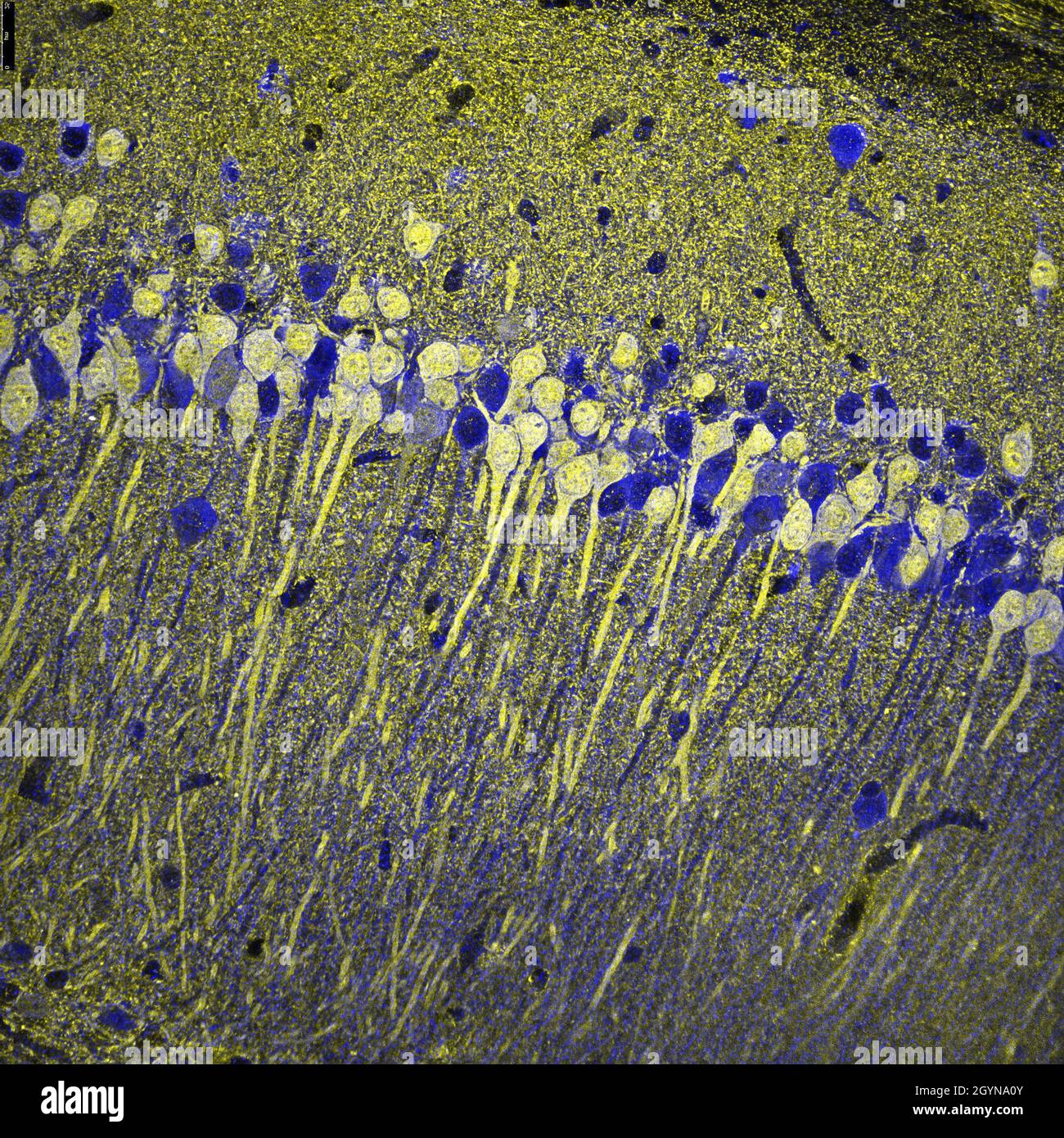Abschnitt des Hippocampus-Bereichs CA1 der Maus, Zellen, die mit Immunfluoreszenz markiert und mit einem konfokalen Laser-Scanning-Mikroskop visualisiert wurden Stockfoto