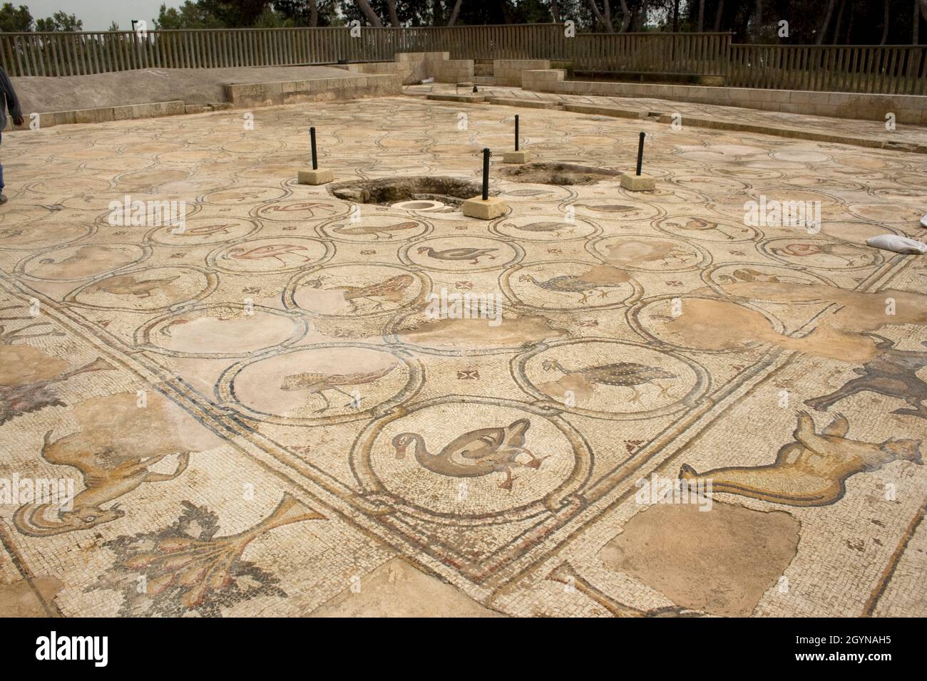 Birds Mosaic ist ein byzantinischer Mosaikboden, der in Caesarea, Israel, entdeckt wurde. Caesarea Maritima auch bekannt als Caesarea Palestinae Stockfoto